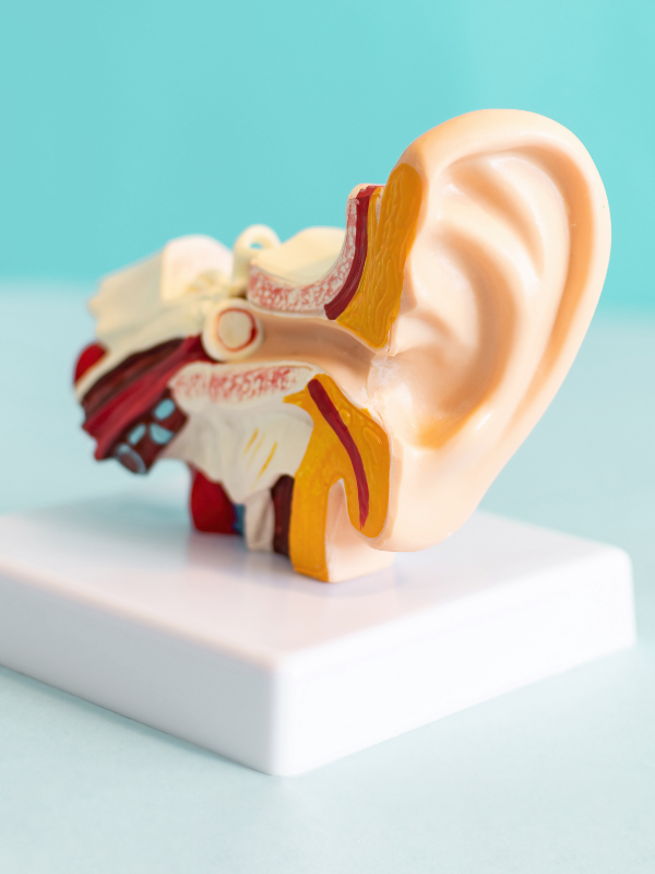 model of the inner parts of an ear